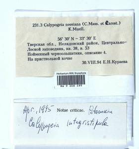 Calypogeia integristipula Steph., Гербарий мохообразных, Мхи - Центральное Нечерноземье (B6) (Россия)