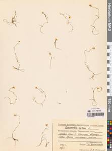 Лютик распростертый, Лютик стелющийся L., Сибирь, Чукотка и Камчатка (S7) (Россия)