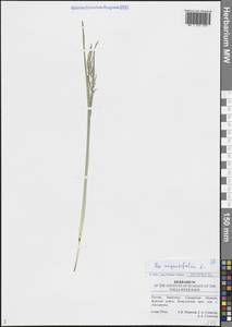 Мятлик узколистный L., Восточная Европа, Средневолжский район (E8) (Россия)