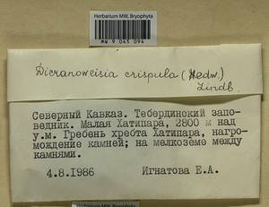 Hymenoloma crispulum (Hedw.) Ochyra, Гербарий мохообразных, Мхи - Северный Кавказ и Предкавказье (B12) (Россия)