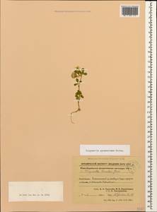 Trigonella spruneriana Boiss., Кавказ, Азербайджан (K6) (Азербайджан)