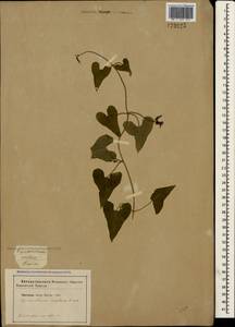 Цинанхум острый L., Крым (KRYM) (Россия)