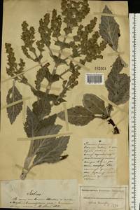 Шалфей эфиопский L., Восточная Европа, Южно-Украинский район (E12) (Украина)