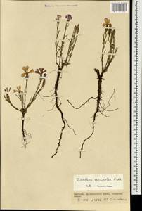 Гвоздика китайская L., Монголия (MONG) (Монголия)