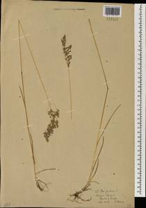 Мятлик луговой L., Монголия (MONG) (Монголия)