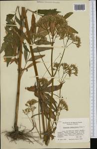 Valeriana excelsa subsp. sambucifolia (J. C. Mikan ex Pohl) Holub, Западная Европа (EUR) (Финляндия)