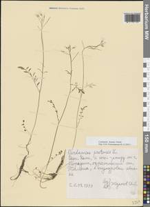 Cardamine pratensis subsp. dentata (Schult.) Čelak., Восточная Европа, Северный район (E1) (Россия)