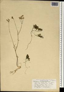 Geocaryum cynapioides subsp. macrocarpum (Boiss. & Spruner) Menemen, Зарубежная Азия (ASIA) (Турция)