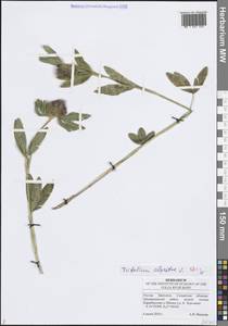 Клевер альпийский L., Восточная Европа, Средневолжский район (E8) (Россия)