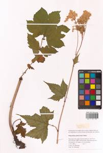 Таволга гладчайшая (Nakai) Nakai, Сибирь, Дальний Восток (S6) (Россия)