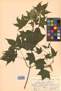 Клен моно, Клен мелколистный (Maxim.) H.Ohashi, Сибирь, Дальний Восток (S6) (Россия)