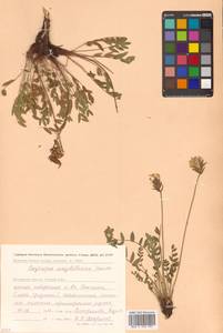 Остролодочник Майделя Trautv., Сибирь, Чукотка и Камчатка (S7) (Россия)