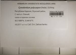 MW 9 111 320, Cynodontium polycarpon (Hedw.) Schimp., Гербарий мохообразных, Мхи - Карелия, Ленинградская и Мурманская области (B4) (Россия)