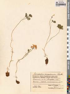 Хохлатка магаданская A.P.Khokhr., Сибирь, Чукотка и Камчатка (S7) (Россия)