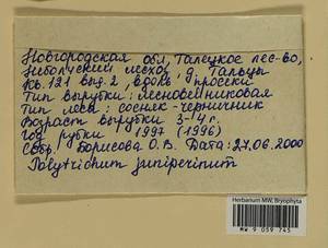 Polytrichum juniperinum Hedw., Гербарий мохообразных, Мхи - Новгородская и Псковская области (B5) (Россия)