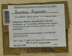 Fissidens bryoides Hedw., Гербарий мохообразных, Мхи - Дальний Восток (без Чукотки и Камчатки) (B20) (Россия)