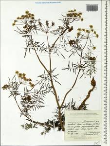 Apiaceae, Восточная Европа, Северный район (E1) (Россия)