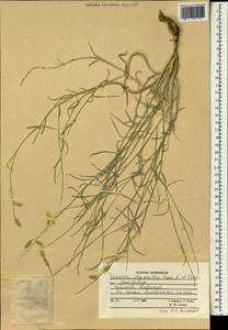 Farsetia aegyptia subsp. edgeworthii (Hook.f. & Thomson) Jonsell, Зарубежная Азия (ASIA) (Афганистан)