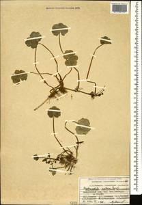Hydrocotyle ranunculoides L. fil., Кавказ, Азербайджан (K6) (Азербайджан)