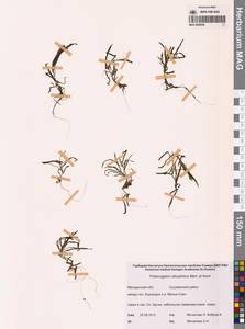 Рдест туполистный Mert. & W.D.J.Koch, Сибирь, Чукотка и Камчатка (S7) (Россия)