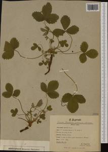 Potentilla ×spuria A. Kern., Западная Европа (EUR) (Швейцария)