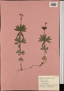 Подмаренник душистый (L.) Scop., Восточная Европа, Центральный район (E4) (Россия)