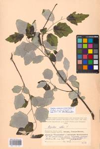 Populus × canescens (Aiton) Sm., Восточная Европа, Московская область и Москва (E4a) (Россия)