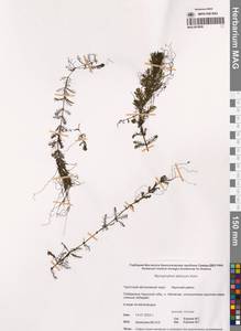 Уруть сибирская Kom., Сибирь, Чукотка и Камчатка (S7) (Россия)