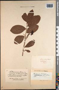 Tabernaemontana divaricata (L.) R. Br. ex Roem. & Schult., Зарубежная Азия (ASIA) (Индия)