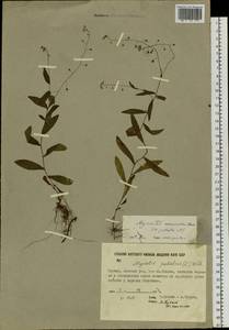 Незабудка скорпионовидная L., Сибирь, Якутия (S5) (Россия)