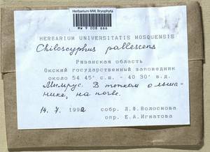 Chiloscyphus pallescens (Ehrh. ex Hoffm.) Dumort., Гербарий мохообразных, Мхи - Центральное Нечерноземье (B6) (Россия)