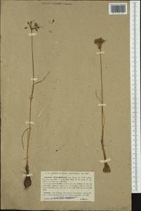 Allium carinatum subsp. pulchellum (G.Don) Bonnier & Layens, Западная Европа (EUR) (Швейцария)