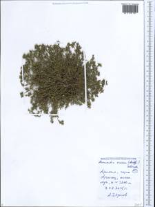 Минуарция горная Mattf., Кавказ, Армения (K5) (Армения)