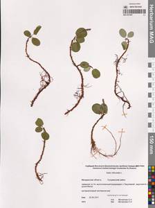 Ива сетчатая L., Сибирь, Чукотка и Камчатка (S7) (Россия)