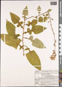 Lactuca racemosa Willd., Кавказ, Северная Осетия, Ингушетия и Чечня (K1c) (Россия)