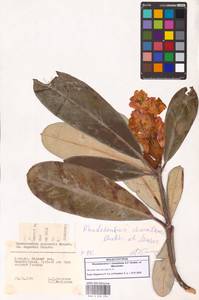 Rhododendron × charadzeae A.P.Khokhr. & Mazurenko, Кавказ, Грузия (K4) (Грузия)