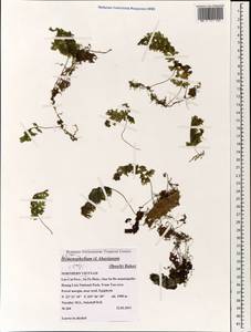 Hymenophyllum barbatum (Bosch) Baker, Зарубежная Азия (ASIA) (Вьетнам)