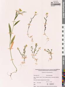 Желтушник левкойный L., Сибирь, Чукотка и Камчатка (S7) (Россия)