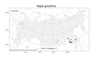 Najas gracillima, Наяда изящнейшая (A.Braun ex Engelm.) Magnus, Атлас флоры России (FLORUS) (Россия)