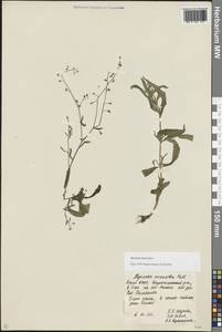 Незабудка рыхлая Lehm., Восточная Европа, Восточный район (E10) (Россия)