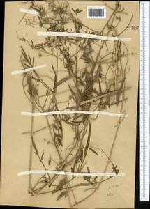 Ломонос восточный L., Средняя Азия и Казахстан, Муюнкумы, Прибалхашье и Бетпак-Дала (M9) (Казахстан)