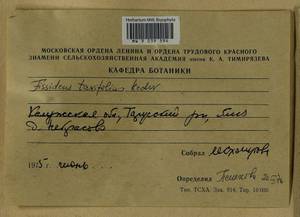 Fissidens taxifolius Hedw., Гербарий мохообразных, Мхи - Центральное Нечерноземье (B6) (Россия)