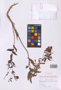 Isatis tinctoria subsp. tinctoria, Сибирь, Дальний Восток (S6) (Россия)