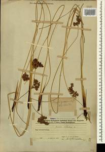 Ситник искривленный L., Кавказ, Азербайджан (K6) (Азербайджан)