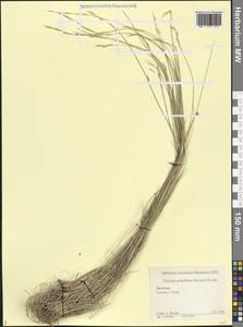 Pseudoroegneria gracillima (Nevski) Á.Löve, Кавказ, Дагестан (K2) (Россия)