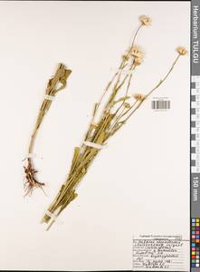 Нивяник обыкновенный, Поповник Lam., Восточная Европа, Центральный район (E4) (Россия)