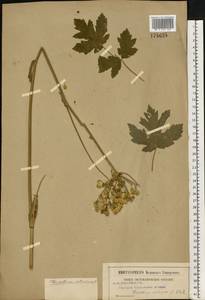 Heracleum sphondylium subsp. sibiricum (L.) Simonk., Восточная Европа, Московская область и Москва (E4a) (Россия)