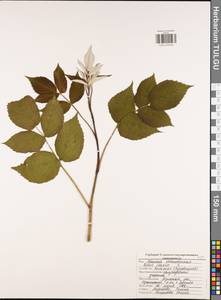 Малина обыкновенная L., Восточная Европа, Центральный район (E4) (Россия)