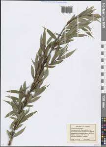 Ива [гибрид], Восточная Европа, Московская область и Москва (E4a) (Россия)