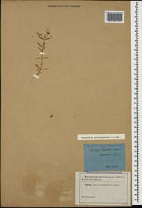 Cerastium microspermum C. A. Mey., Кавказ (без точных местонахождений) (K0)